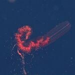 Los sifonóforos son primos de las medusas.