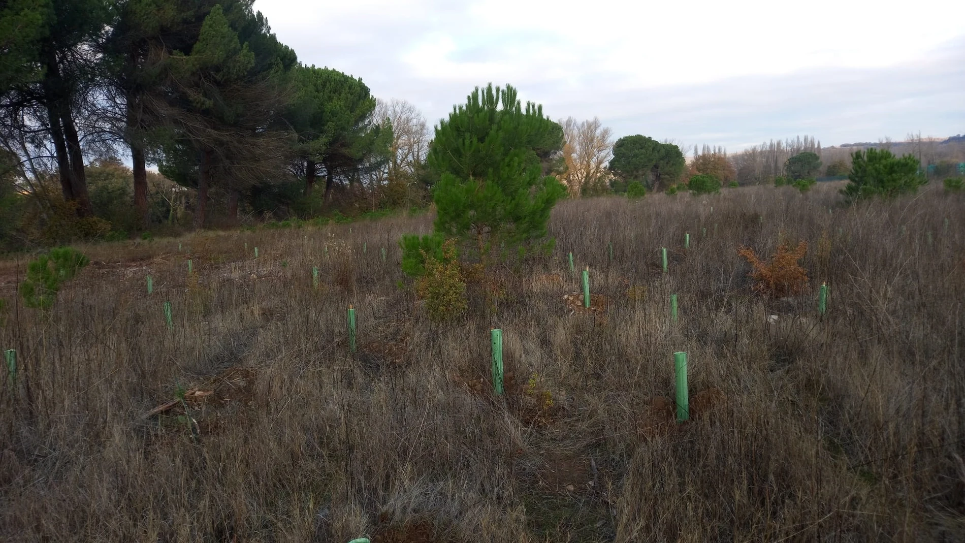 Fafcyle presenta en su plan estratégico cuatrienal medidas para avanzar en una política forestal más enfocada a la gestión forestal sostenible