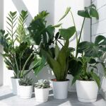 Las plantas pueden ser tus grandes aliadas para purificar el aire de tu hogar