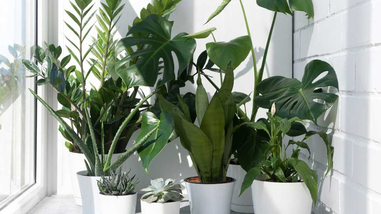 La "superplanta" que purifica el aire 30 veces mejor que las plantas comunes