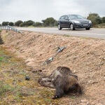 Jabali muerto en la carretra CL-527