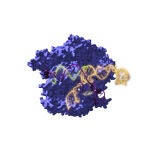 Un viaje en el tiempo usando tecnologías bioinformáticas permitió reconstruir proteínas de hace 2.600 millones de años, que son los ancestros del sistema de edición genética CRISPR/Cas y que tienen la misma capacidad de editar los genes que los actuales, siendo incluso más versátiles