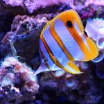 Un pez mariposa nadando en un arrecife de coral.
