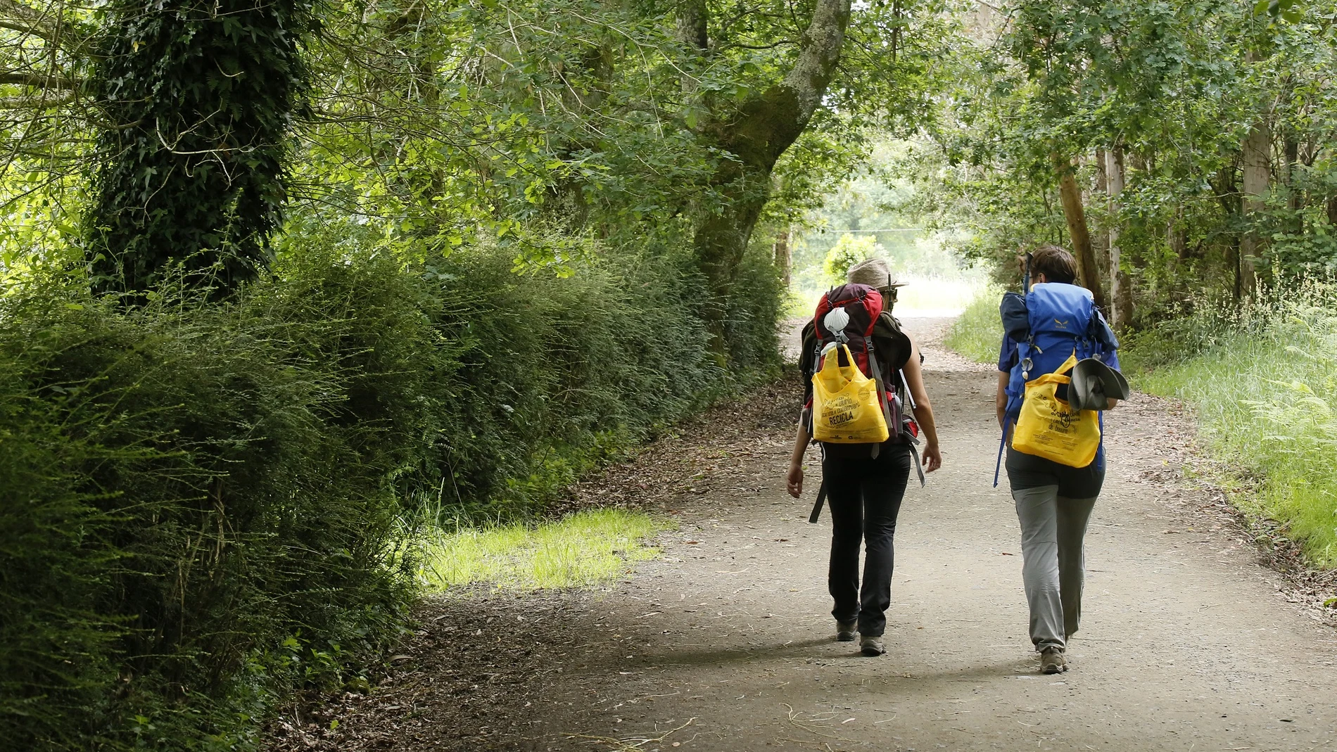 El Camino de Santiago francés será protagonista en Fitur