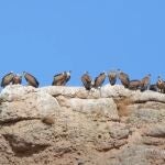 Ejemplares de buitre leonado en las inmediaciones del Refugio de Montejo de la Vega (Segovia)