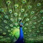 Pavo real (Pavo cristatus) mostrando su plumaje
