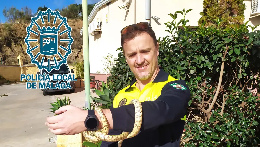 Serpiente Rey de Florida recuperada en una vivienda en Málaga capital.POLICÍA LOCAL DE MÁLAGA18/01/2023