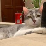 "Tito", el gato de Andrea Iturre extraviado