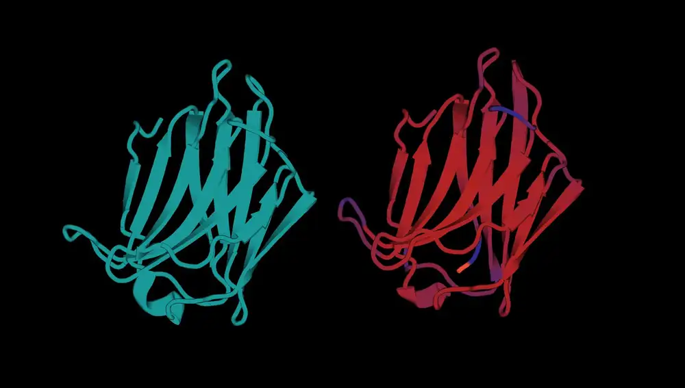 La estructura predicha por una inteligencia artificial de dos moléculas de galectina-4 humana.