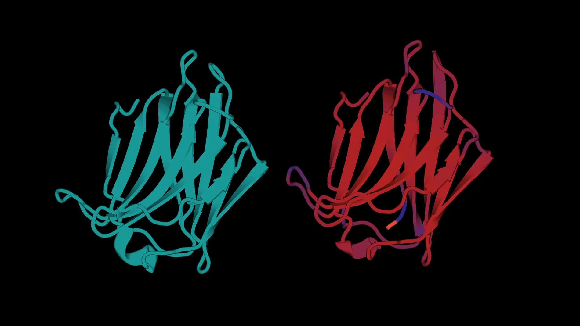 La estructura predicha por una inteligencia artificial de dos moléculas de galectina-4 humana.