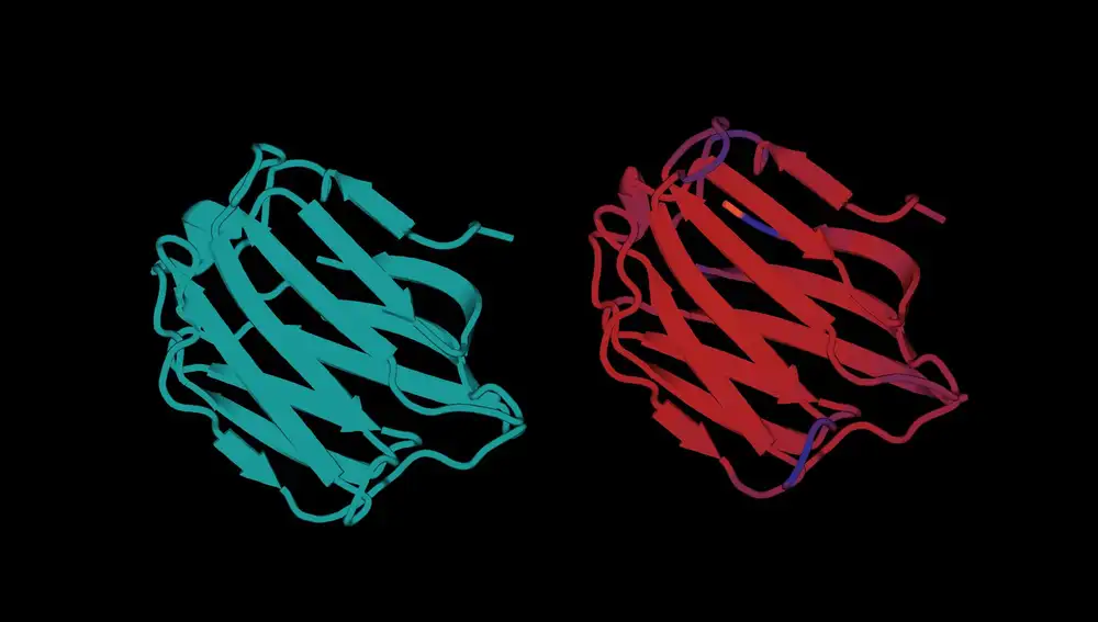 La estructura real de dos moléculas de galectina-4 humana.