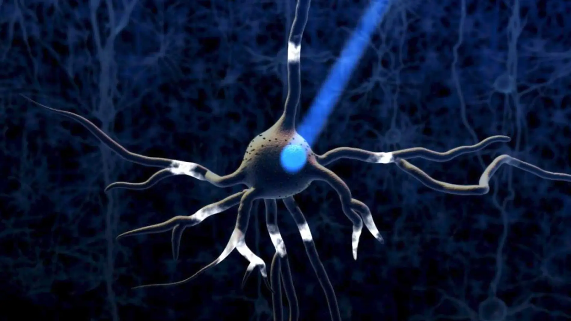 La optogenética combina ingeniería genética y óptica para encender o apagar neuronas a voluntad