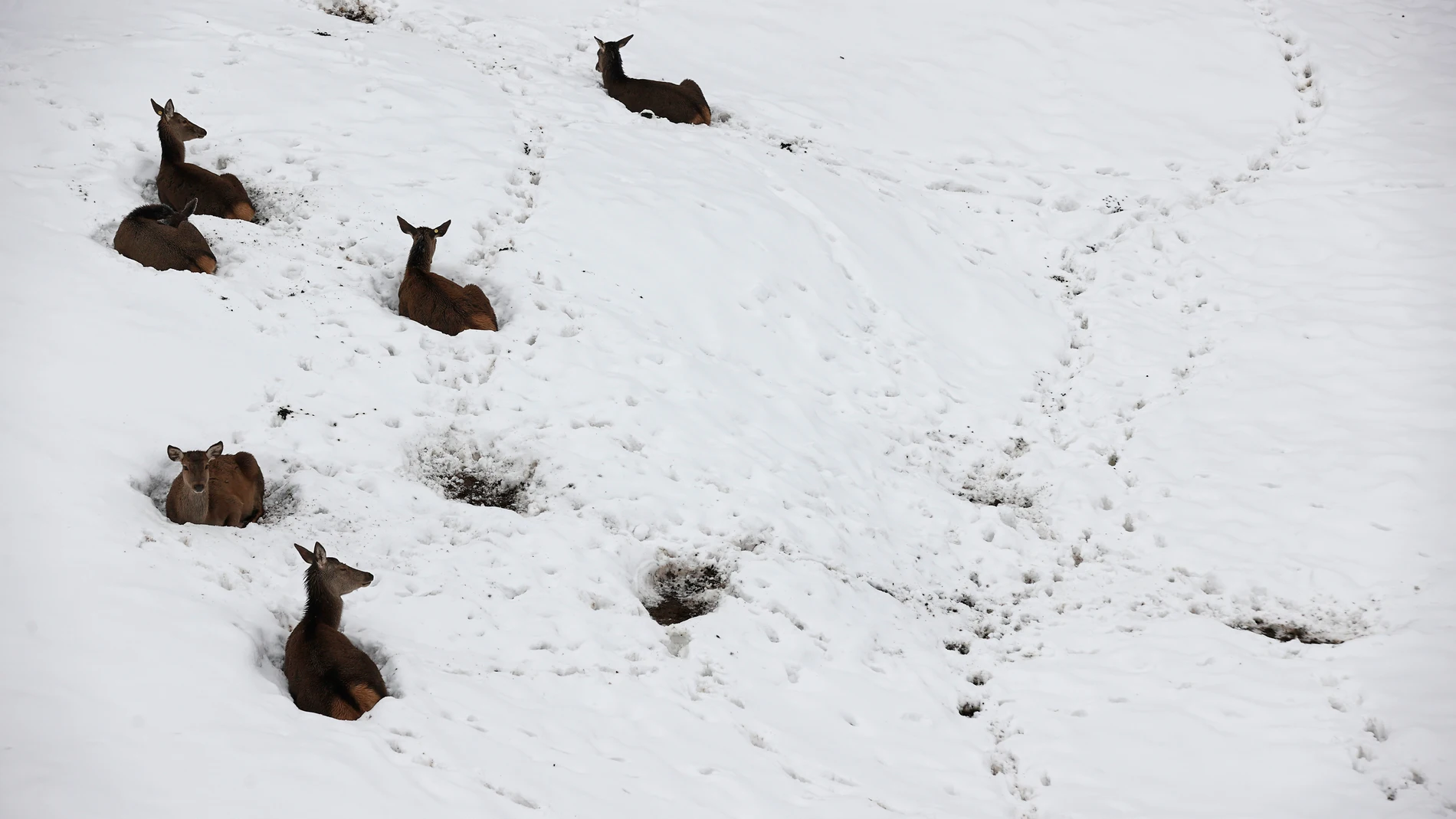 Imagen de archivo de un grupo de ciervos tumbados sobre la nieve en el puerto de Belate (Navarra)