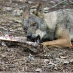 Lobo comiendo carne, en imagen de recurso
