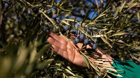 Olivos de Brea del Tajo.