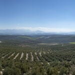 Paisaje de un olivar andaluz
