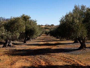 Foto de archivo de olivos