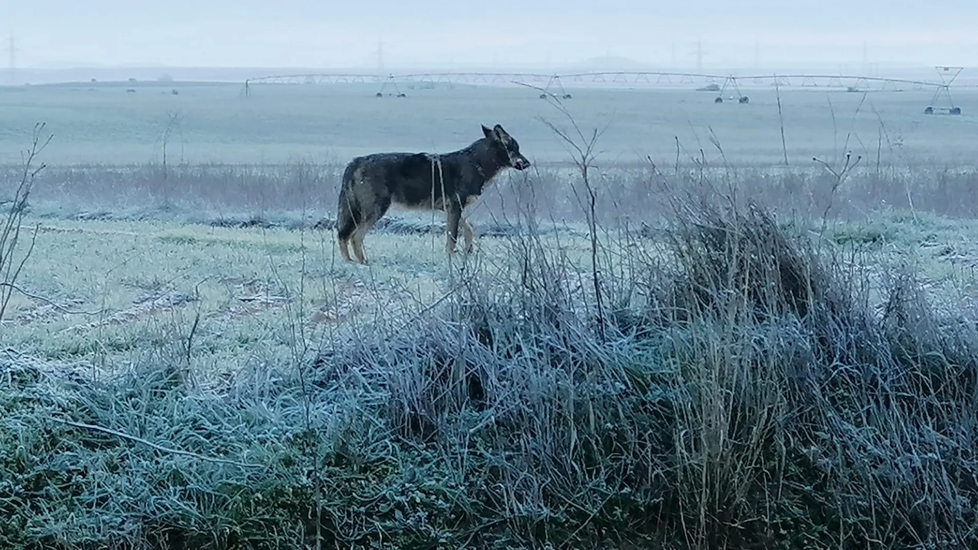 Un lobo avistado en los últimos días en las inmediaciones de Morales de Campos (Valladolid)