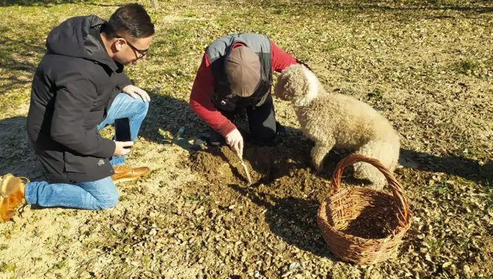 La Diputación de Zamora adjudica a 1.001 euros el kilo la producción de trufa negra del Vivero Provincial