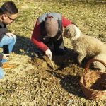 La Diputación de Zamora adjudica a 1.001 euros el kilo la producción de trufa negra del Vivero Provincial