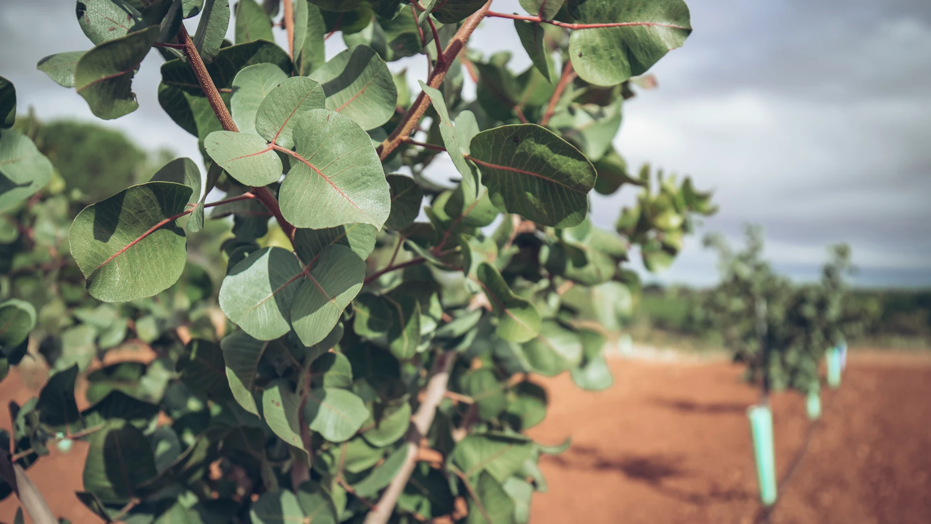 Agróptimum, tras décadas dedicándose al mundo de la viticultura, hoy se dedica a la agricultura con base biotecnológica.