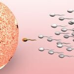 Espermatozoides fertilizando un óvulo