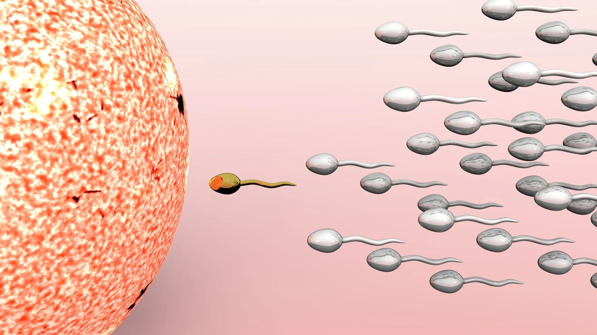Espermatozoides fertilizando un óvulo