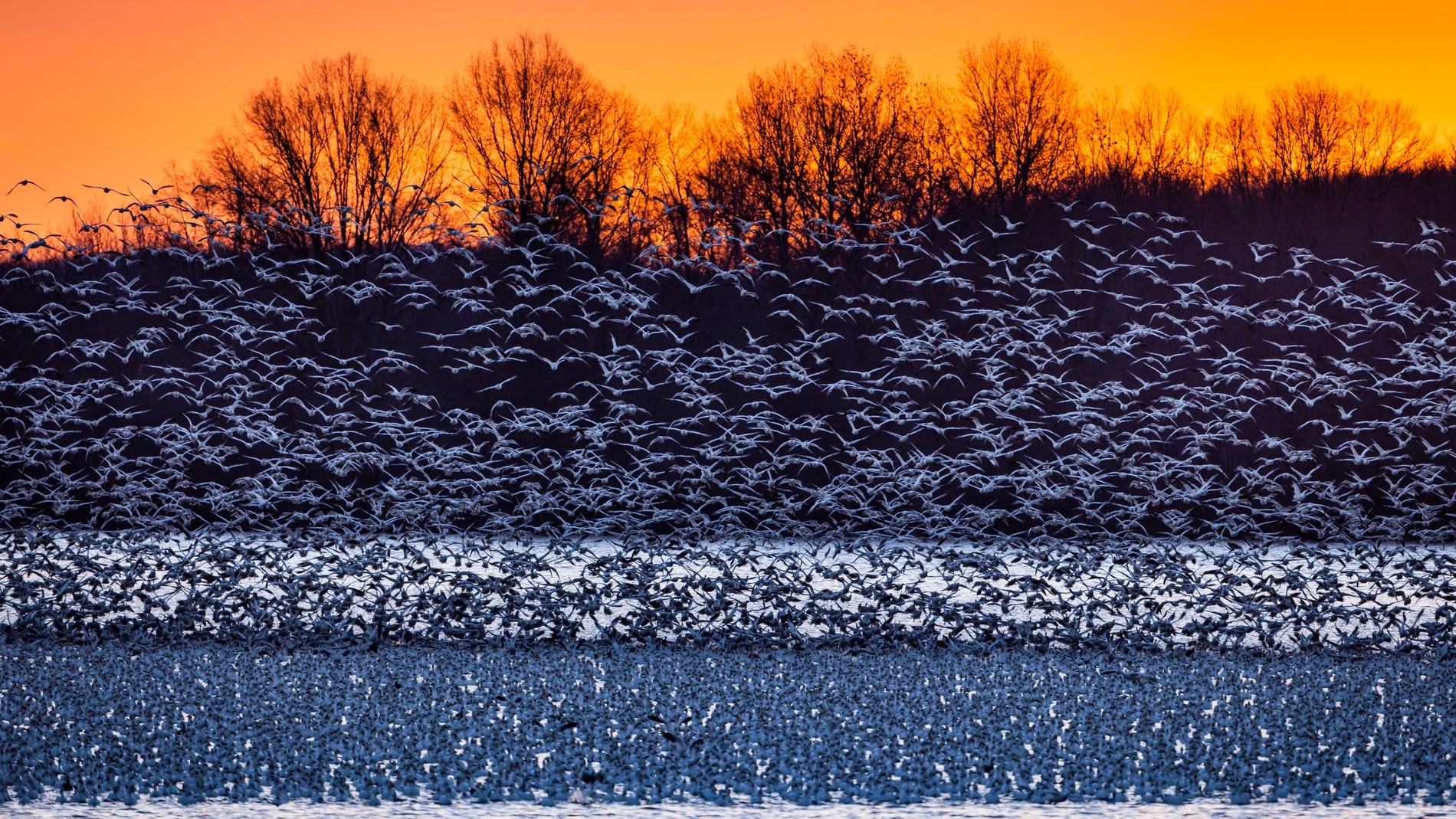 Kleinfeltersville (United States), 10/02/2023.- A flock of snow geese takes off from the Middle Creek Wildlife Management Area near Kleinfeltersville, Pennsylvania, USA, 10 February 2023. A new strain of the virulent H5N1 bird flu virus is spreading through snow geese flocks in the US. Though the new variant of avian influenza is not currently a threat to humans, scientists are concerned about its recent spread to raccoons, skunks, and other mammals. (Estados Unidos) EFE/EPA/JIM LO SCALZO