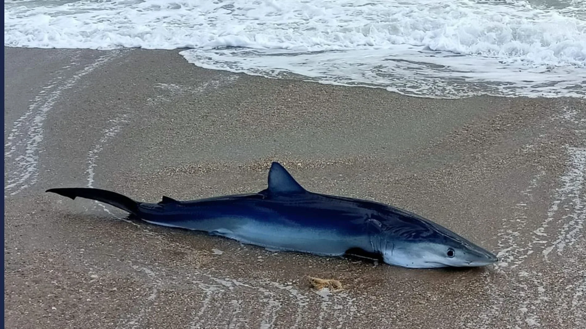 Un tiburón varado en las playas de El Saler de Valencia