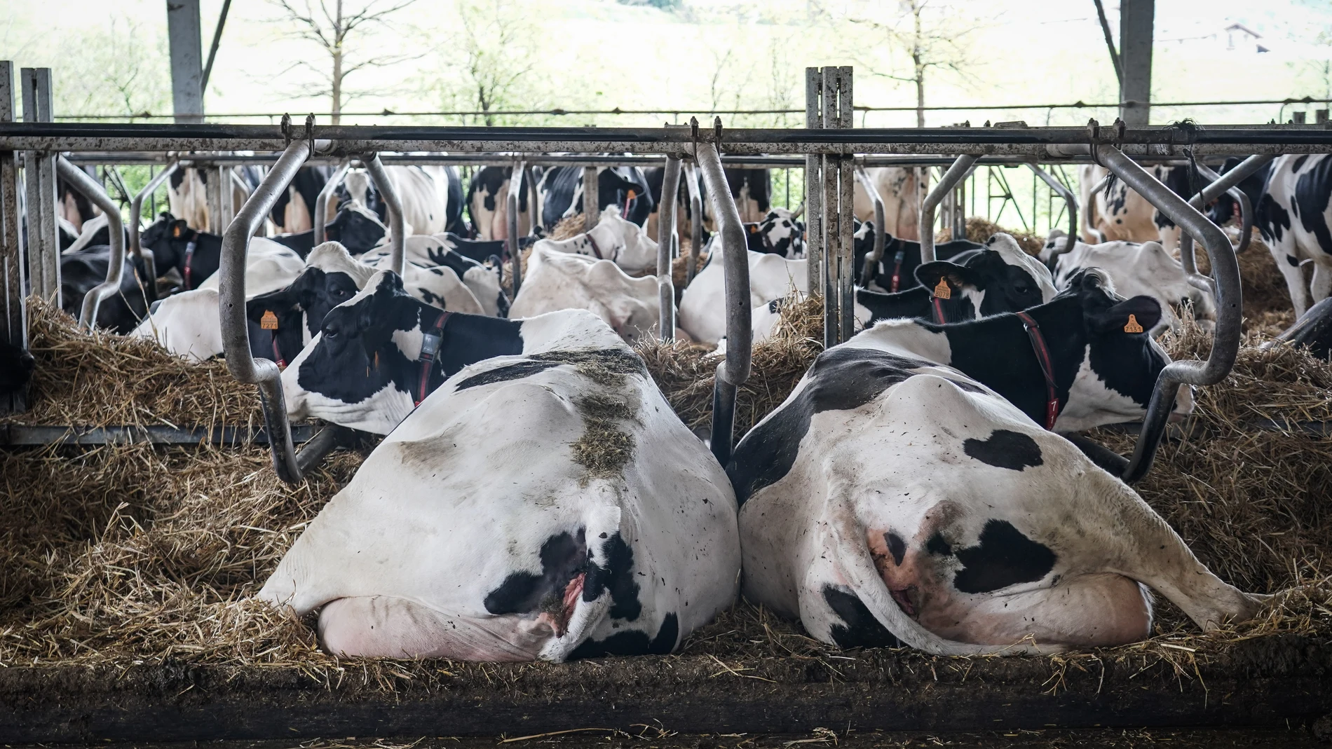 MADRID.-En España cerraron casi dos granjas de leche al día en 2022, según Unión de Uniones