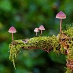 Nature advierte que nos estamos equivocando con los hongos
