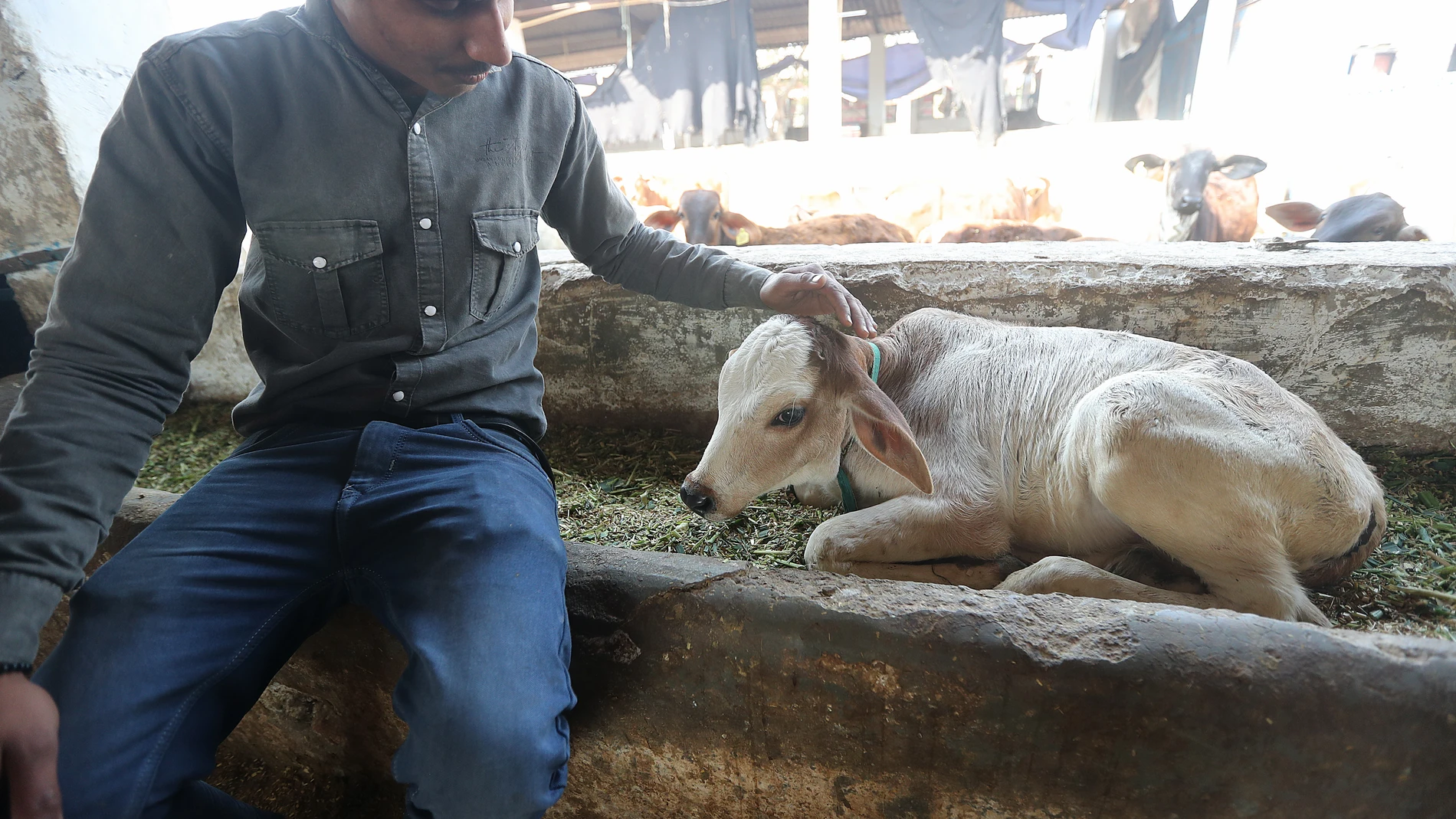 Greater Noida (India), 14/02/2023.- A man strokes a calf at a stable on the outskirts of Delhi, India, 14 February 2023. The Animal Welfare Board of India sent a declaration to rebrand Valentine's Day as 'Cow Hug Day' but the proposal was withdrawn after it backfired almost immediately. Cows are considered sacred by India'Äôs majority Hindu population. (Incendio) EFE/EPA/HARISH TYAGI