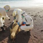 Expertos examinan un lobo marino muerto para investigar si es por gripe aviar