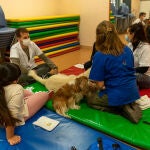 Los jueves se realizan terapias asistidas con perros en el Hospital de Día de Salud Mental del Clínic