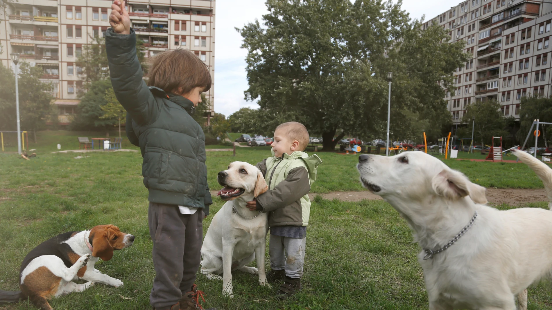 Niños pequeños jugando con perros en un parque