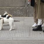Paseo con 2 fox-terrier 