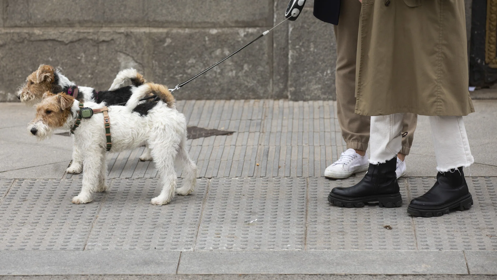 Paseo con 2 fox-terrier