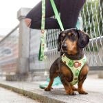 Un perro con arnés