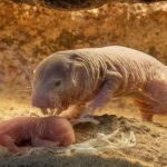 Una rata topo desnuda y su cría en la madriguera del Bioparc