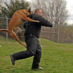 Perro adiestrado por las fuerzas de seguridad 