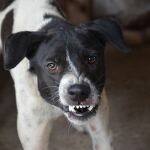 Los signos de agresividad en los perros son muy claros. Y si los vemos, hay una cosa que no deberíamos hacer bajo ningún concepto Los signos de agresividad en los perros son muy claros. Y si los vemos, hay una cosa que no deberíamos hacer bajo ningún concepto