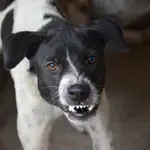Los signos de agresividad en los perros son muy claros. Y si los vemos, hay una cosa que no deberíamos hacer bajo ningún concepto
