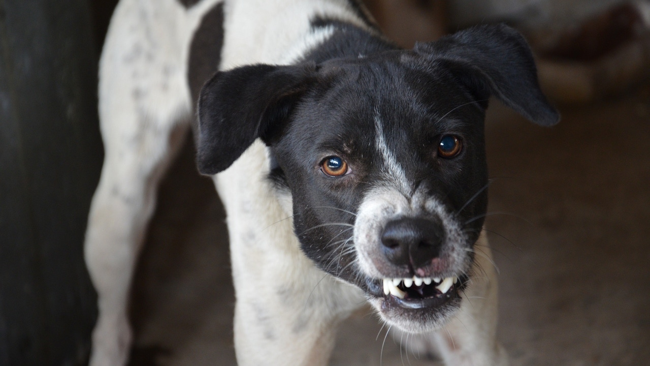 A los perros no les gustan ciertas personas y hay una explicación
