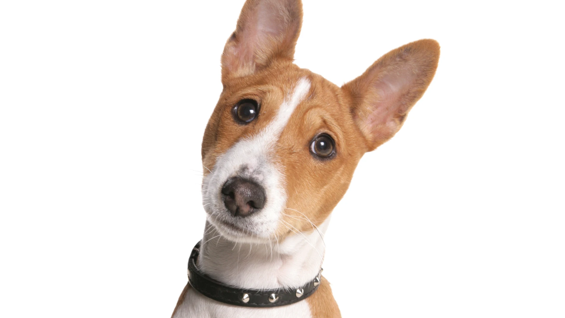 Basenji