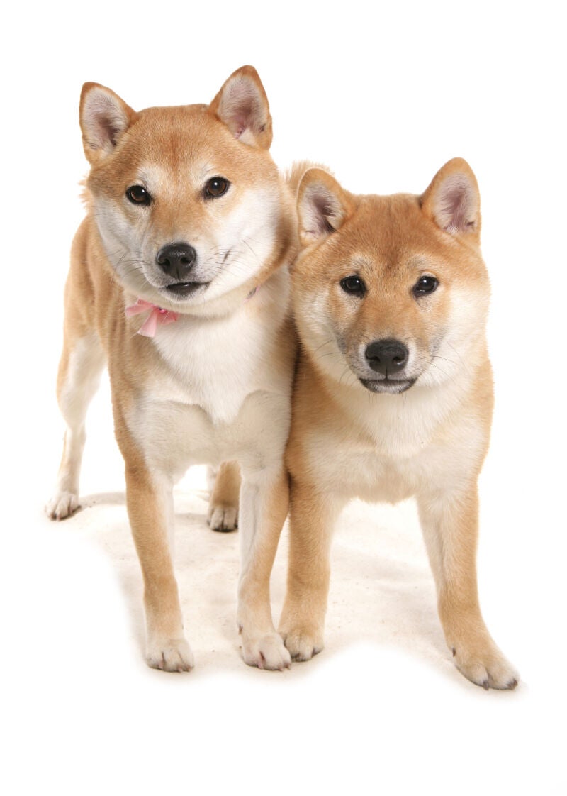 Shiba Inu