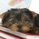 Imagen de archivo de un Yorkshire Terrier