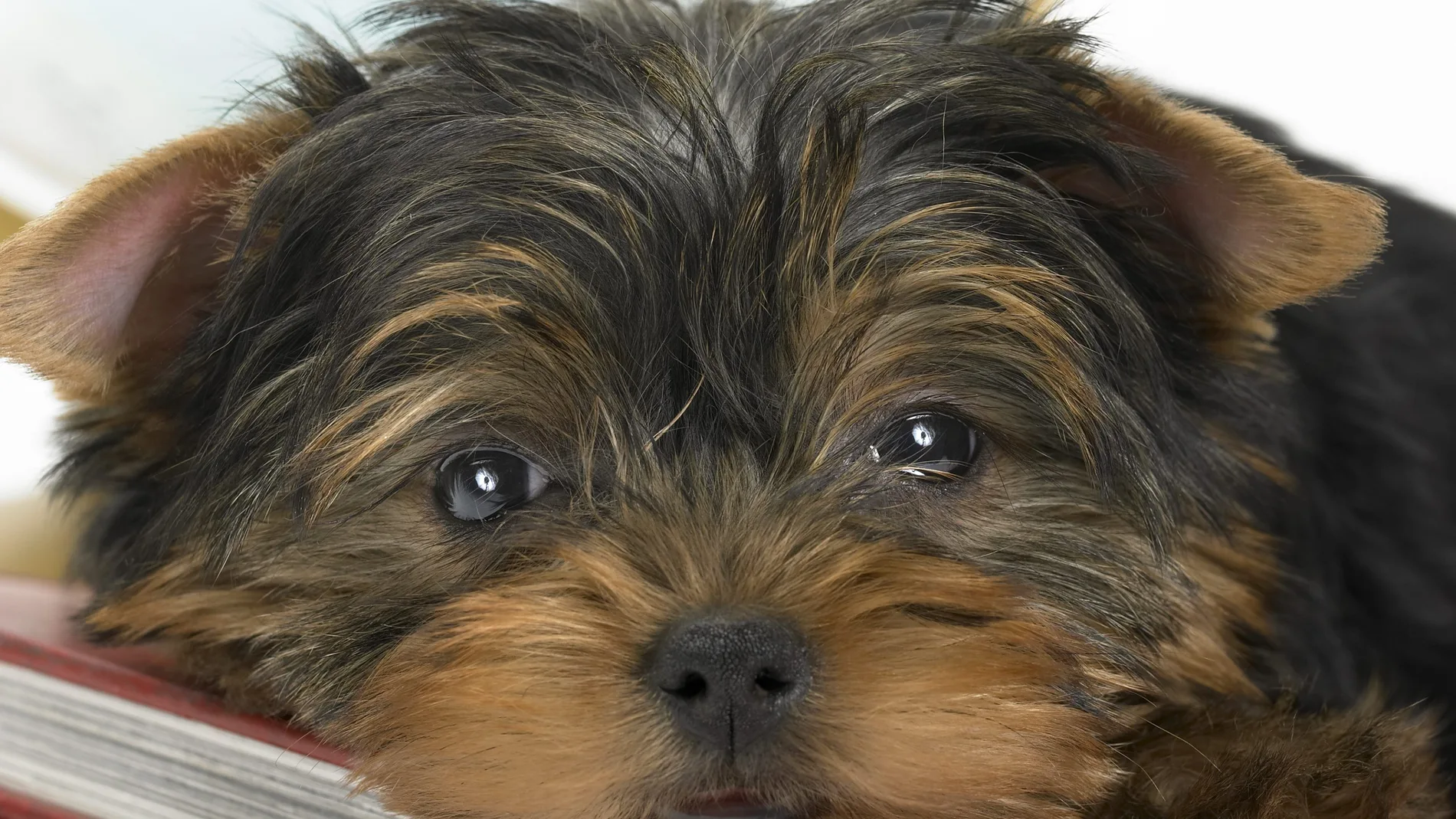 Imagen de archivo de un Yorkshire Terrier