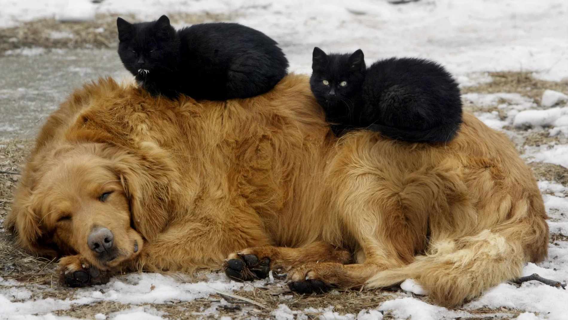 Gatos y perros