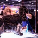 Iberzoo+Propet 2023: El evento del año del mundo animal