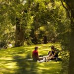 Más pinos en los parques: la última propuesta contra la contaminación